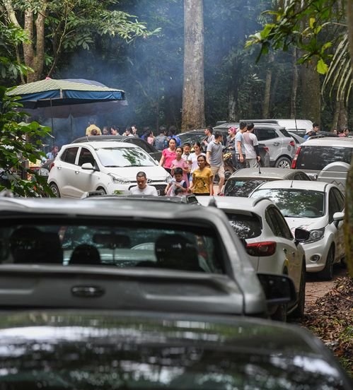 Tourists flock to Cuc Phuong forest to see millions of butterflies 0