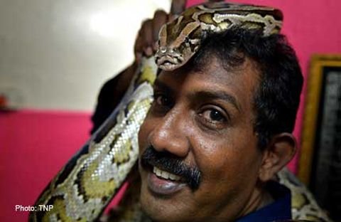 The profession of 'playing with snakes' makes money during the Year of the Snake 0